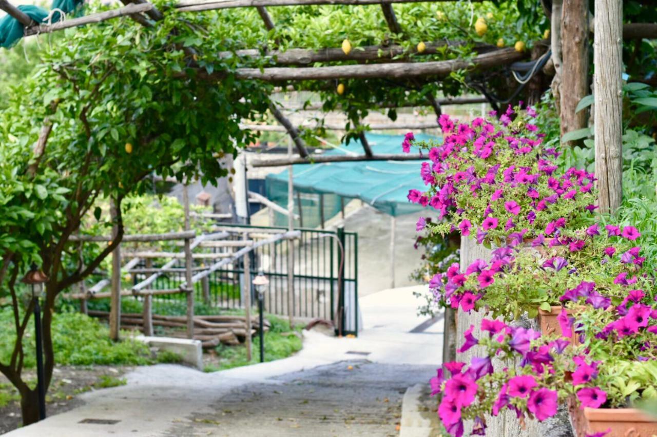 Il Limoneto Di Teresa Amalfi Coast Apartment Maiori Ngoại thất bức ảnh